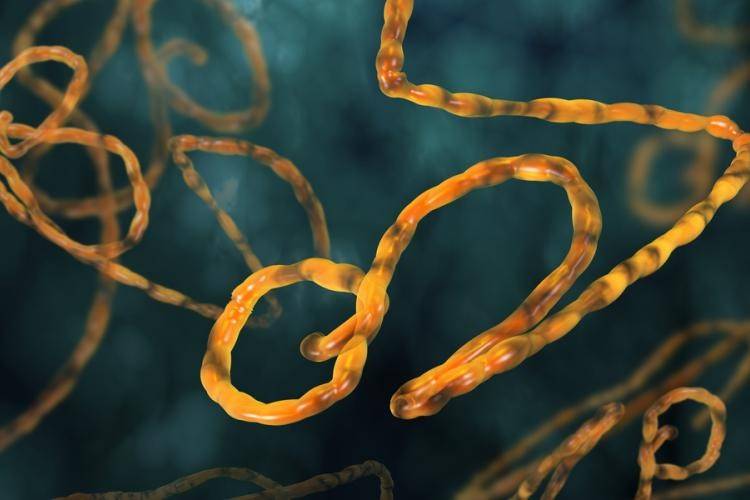 IHI- DESTEKLENEN PROJELERİN EBOLA’YA KATKISI